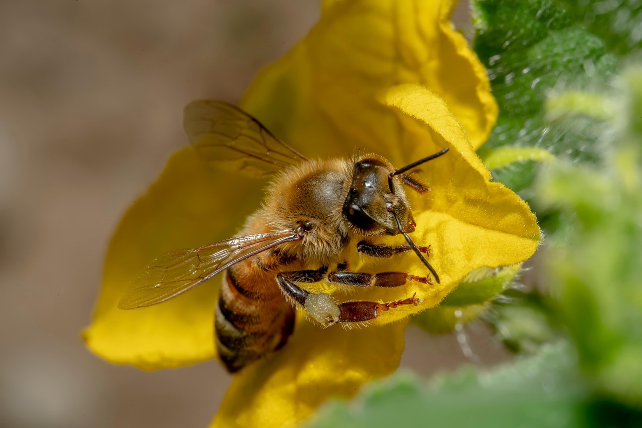 bee-honey-bee-flower-yellow-flower-7283312